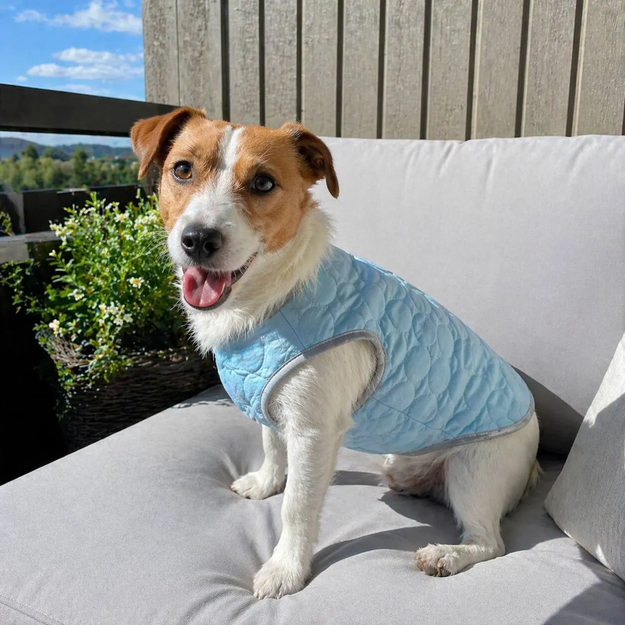 Jack Russell wearing CanisCool cooling vest outdoors