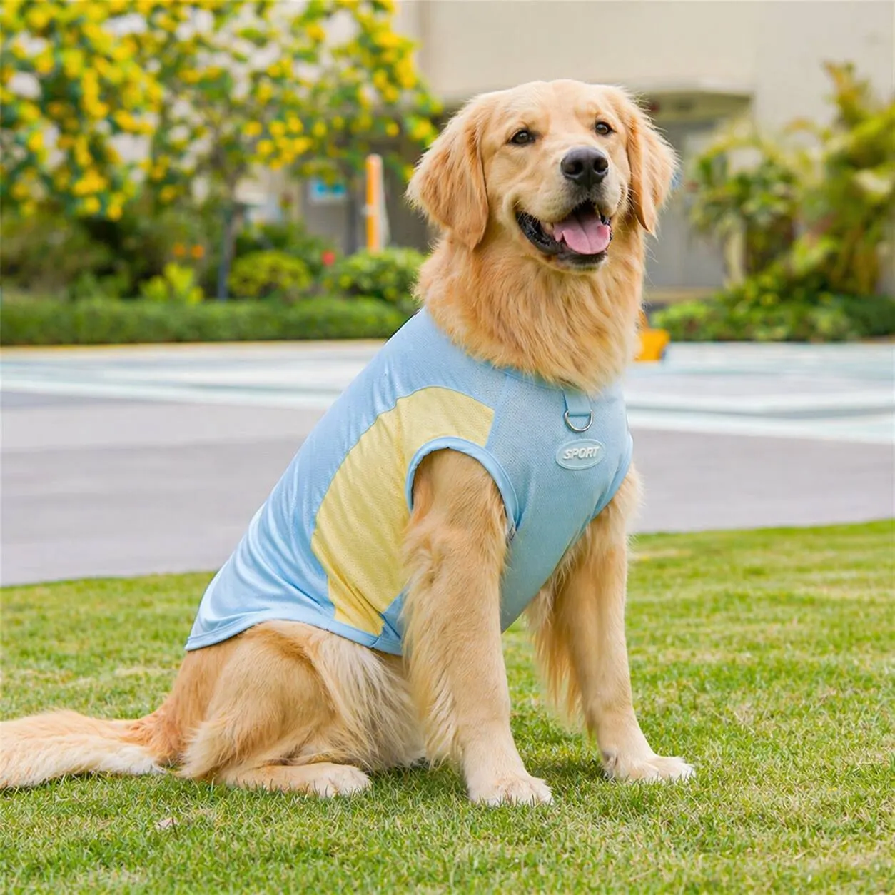 Golden Retriever wearing the CanisCool Sky Blue cooling vest
